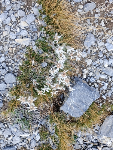Edelweiss