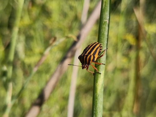 North African and Sicilian Striped Shield Bug