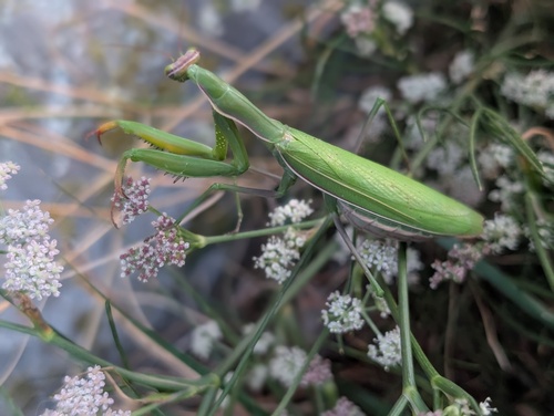 European Mantis