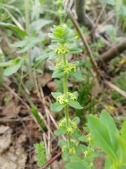 Cruciata glabra krylovii