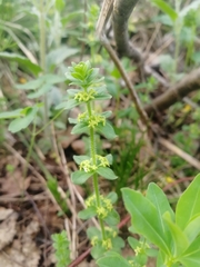 Cruciata glabra krylovii