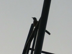 Turdus rufopalliatus