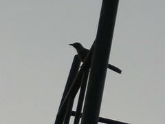 Turdus rufopalliatus