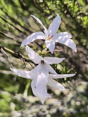 Leucocoryne ixioides