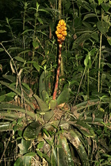 Guzmania teuscheri