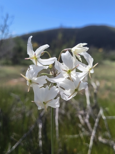 Leucocoryne ixioides, photograph 3