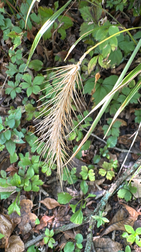 Elymus villosus, photograph 1