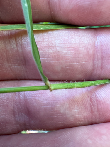 Elymus villosus, photograph 2
