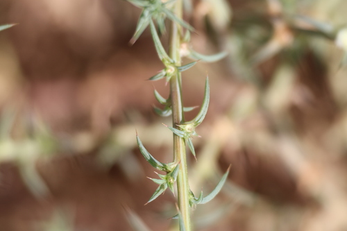 Salsola australis, photograph 6