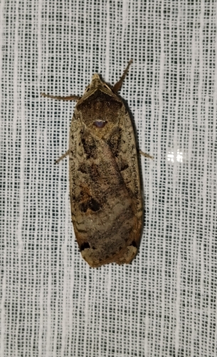 Large Yellow Underwing