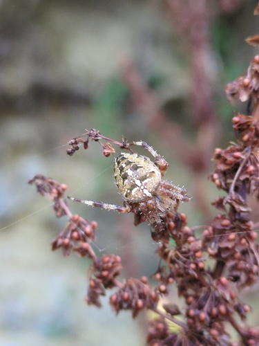 Cross Orbweaver