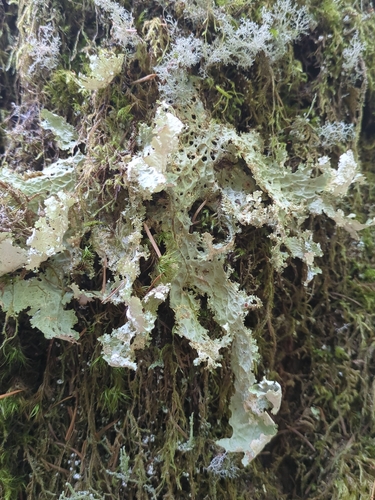 Lettuce Lichen