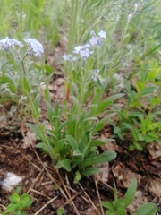 Myosotis sajanensis