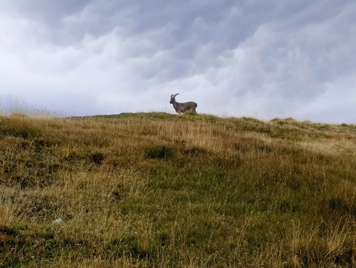 Alpine Ibex
