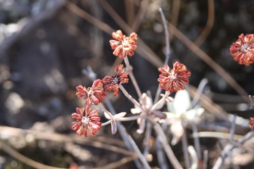 Eriogonum umbellatum, photograph 6