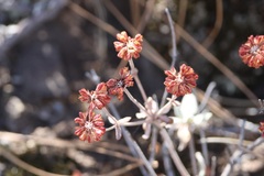 Eriogonum umbellatum, photograph (c) er-birds, some rights reserved (CC BY)