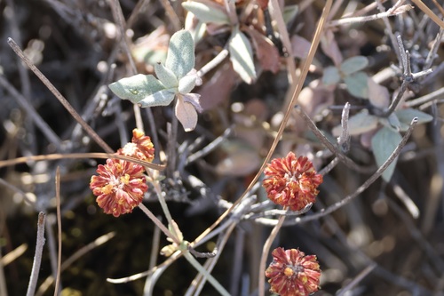 Eriogonum umbellatum, photograph 5