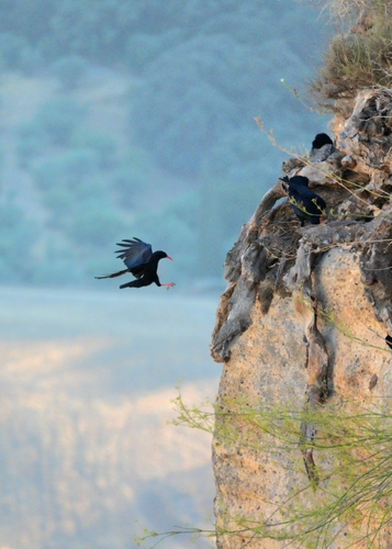 Red-billed Chough