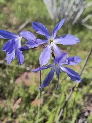 Leucocoryne coquimbensis