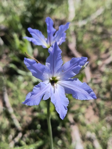 Leucocoryne coquimbensis, photograph 2