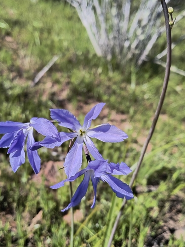 Leucocoryne coquimbensis, photograph 3