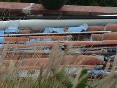 Sporophila torqueola