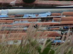 Sporophila torqueola