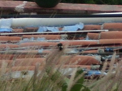 Sporophila torqueola