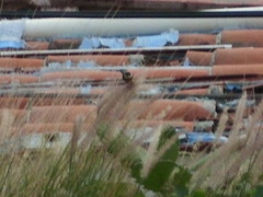 Sporophila torqueola