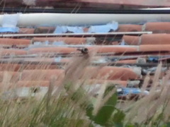 Sporophila torqueola