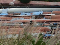 Sporophila torqueola