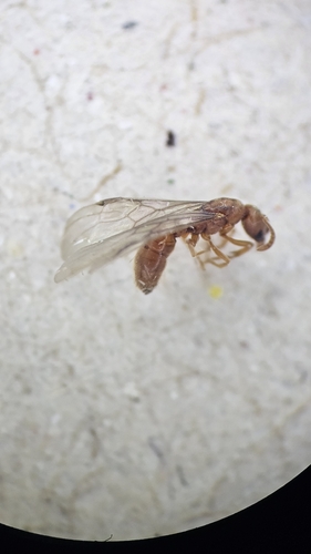 European Pit-jawed Ant