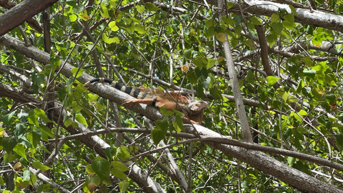 Green Iguana