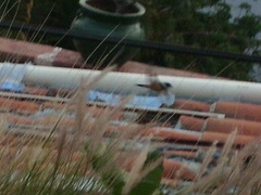 Sporophila torqueola