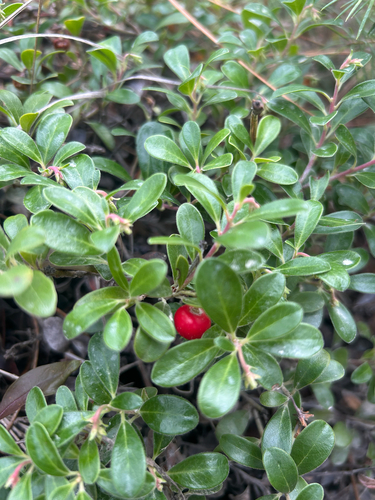 bearberry