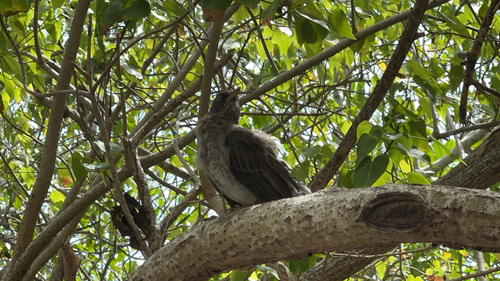 Pearly-eyed Thrasher