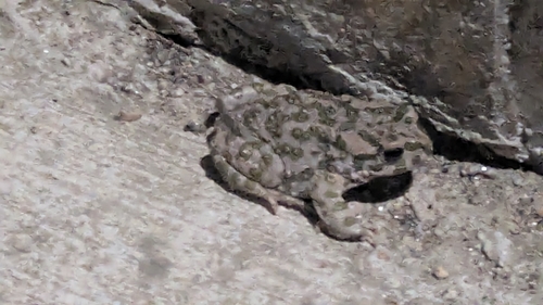 Green Toad