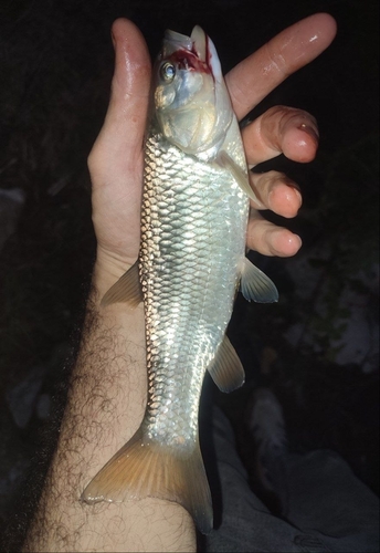 Transcaucasian chub balığı