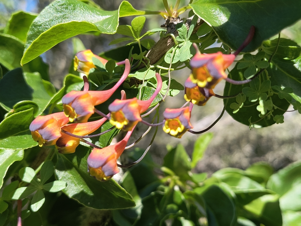 Tropaeolum tricolor; photograph (c) Elías Acosta Quiroz, some rights reserved (CC BY)