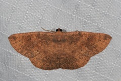 Eurychoria gerasphora