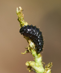 Gastrophysa cyanea