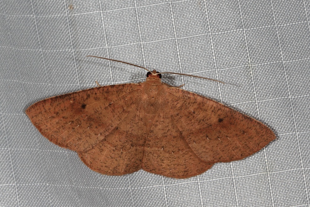 Eurychoria gerasphora