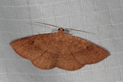 Eurychoria gerasphora