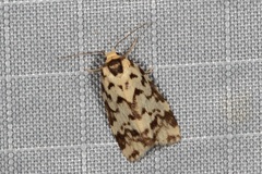 Goniosema anguliscripta