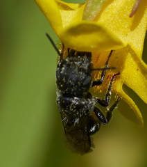 Protosmia rubifloris