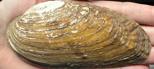 Ptychobranchus subtentum observed 2026-08-08