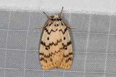 Hectobrocha pentacyma