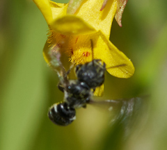 Protosmia rubifloris