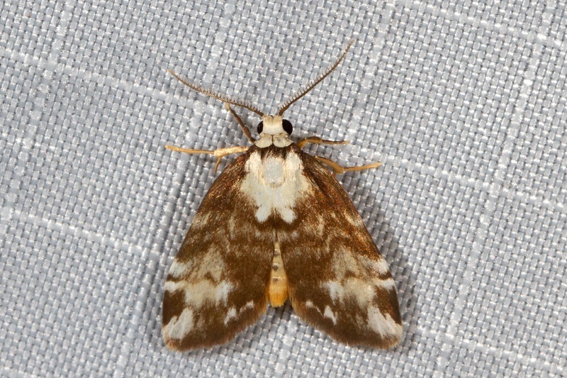 Thallarcha epicela