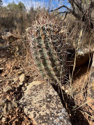 Smallflower Fishhook Cactus